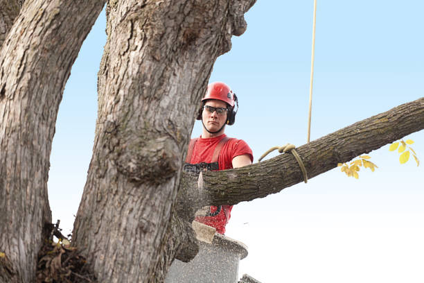 How Our Tree Care Process Works  in  Hugo, MN